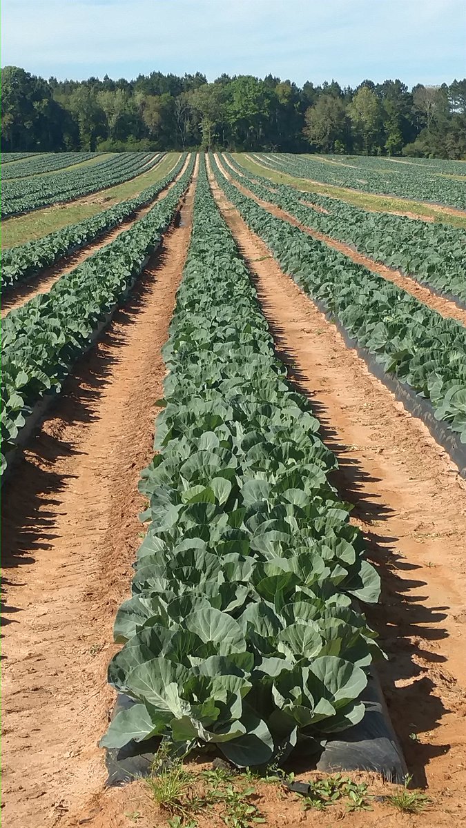 BryanPeters_AGN's tweet photo. Happy Mississippi cabbage loving #rootex,#dikap,#mscalcium @redoxgrows https://t.co/Ik6bO5nSJl