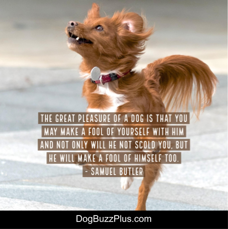 dogbuzzplus tweet picture