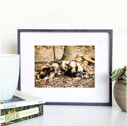 ExposurePhoto11's tweet image. Photo of the Day❤️: The #African #SpottedDog. An #Endangered member of #wildlife. Wall or Office #Photography #FineArt  amazon.com/Downtown-Expos… … via @amazon #photooftheday #PhotographyIsArt #photographyeveryday @NatGeo @Defenders @NWF