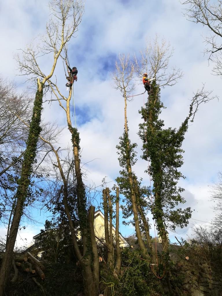 Removal of roadside Ash trees on recent construction project in Waterford #arborist #treecare <a href="/apbtreecare/">APB Treecare</a>
