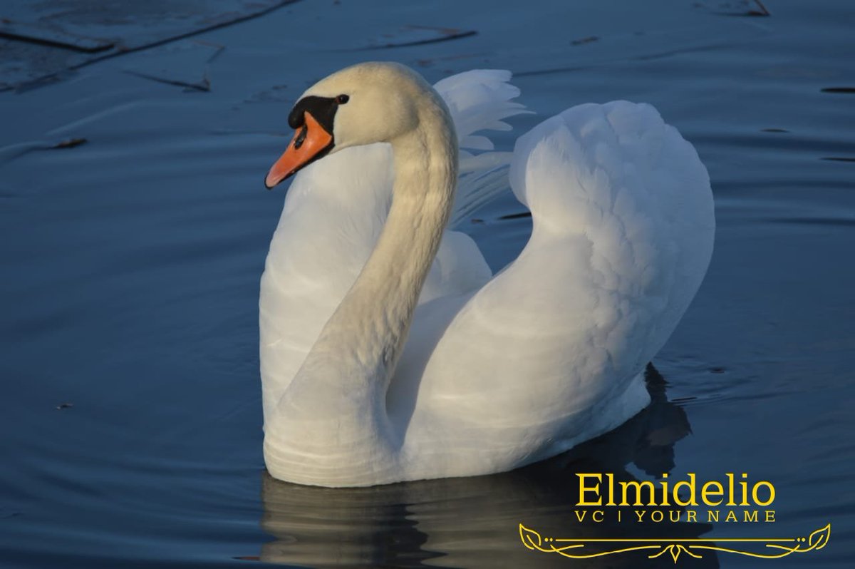 Elmidelio1's tweet photo. Una de las aves más linda de Suecia 🇸🇪 https://t.co/yNlFaj5mCH