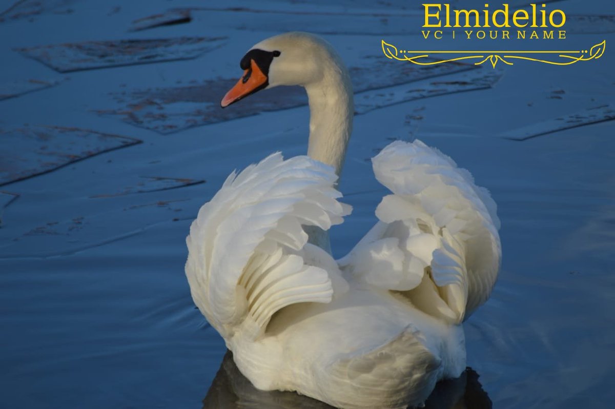 Elmidelio1's tweet photo. Una de las aves más linda de Suecia 🇸🇪 https://t.co/yNlFaj5mCH