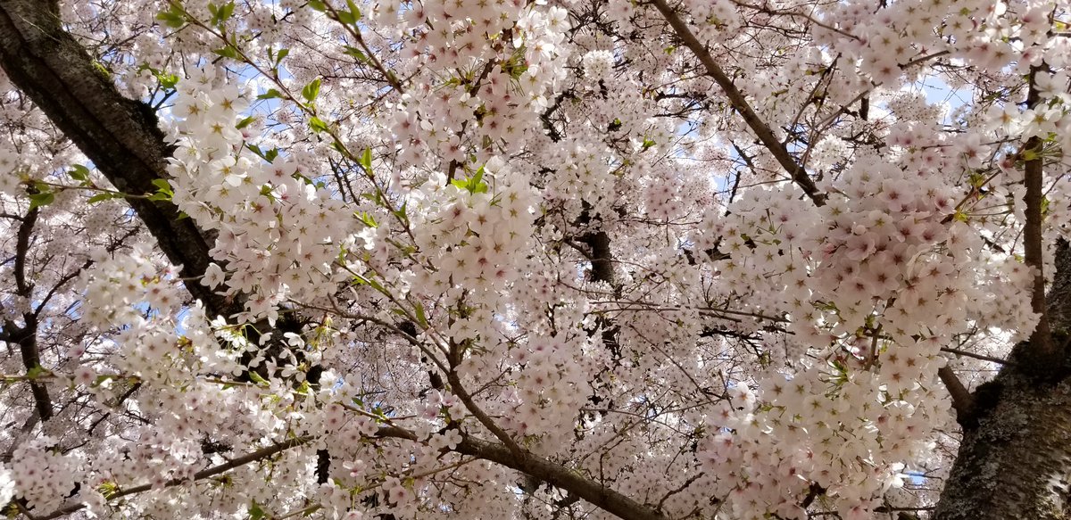 UW Video (@uwvideo) on Twitter photo And here it is! The <a href="/UW/">University of Washington</a> Cherry Blossoms in all their glory shot with a drone by one of our video producer's. youtube.com/watch?v=YeRqWCā¦
<a href="/uwcherryblossom/">UW Cherry Blossoms</a> #uwcherryblossoms #cherryblossoms #dronephotography #videoproduction And here it is! The <a href="/UW/">University of Washington</a> Cherry Blossoms in all their glory shot with a drone by one of our video producer's. youtube.com/watch?v=YeRqWCā¦
<a href="/uwcherryblossom/">UW Cherry Blossoms</a> #uwcherryblossoms #cherryblossoms #dronephotography #videoproduction