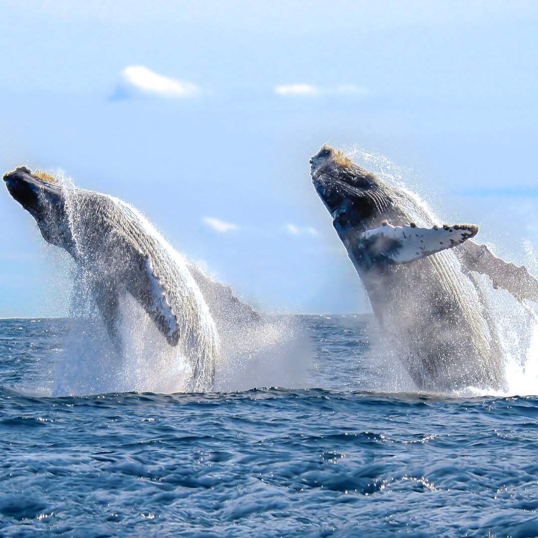 SunCabo's tweet photo. No, this isn't an #AprilFools trick: we're really giving you Buy 1 Get 1 pricing on all #whale watching safaris when you stay at one of our featured #vacation homes in #Cabo this month!

Find out more here: https://t.co/v5eQjvOlJt https://t.co/l9cBy7oT6E