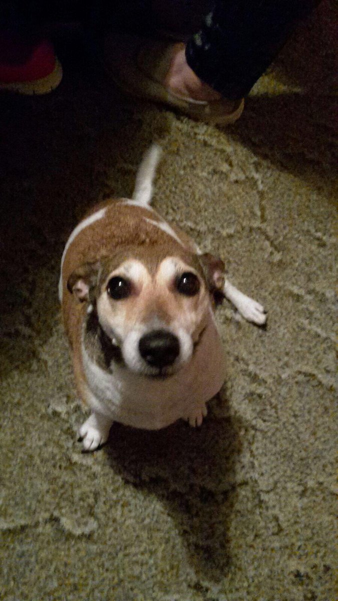 RIP Roxy Curran. You can go finish your walk with Dad now. You were a great little Dog &amp; so good to wait until I came home. I am shocked this upsets me so much. I used to slag <a href="/SorchaNiShe/">SorchaNiShe</a> about her getting so attached to her dog. I know now. Will miss bringin you for a walk 💔