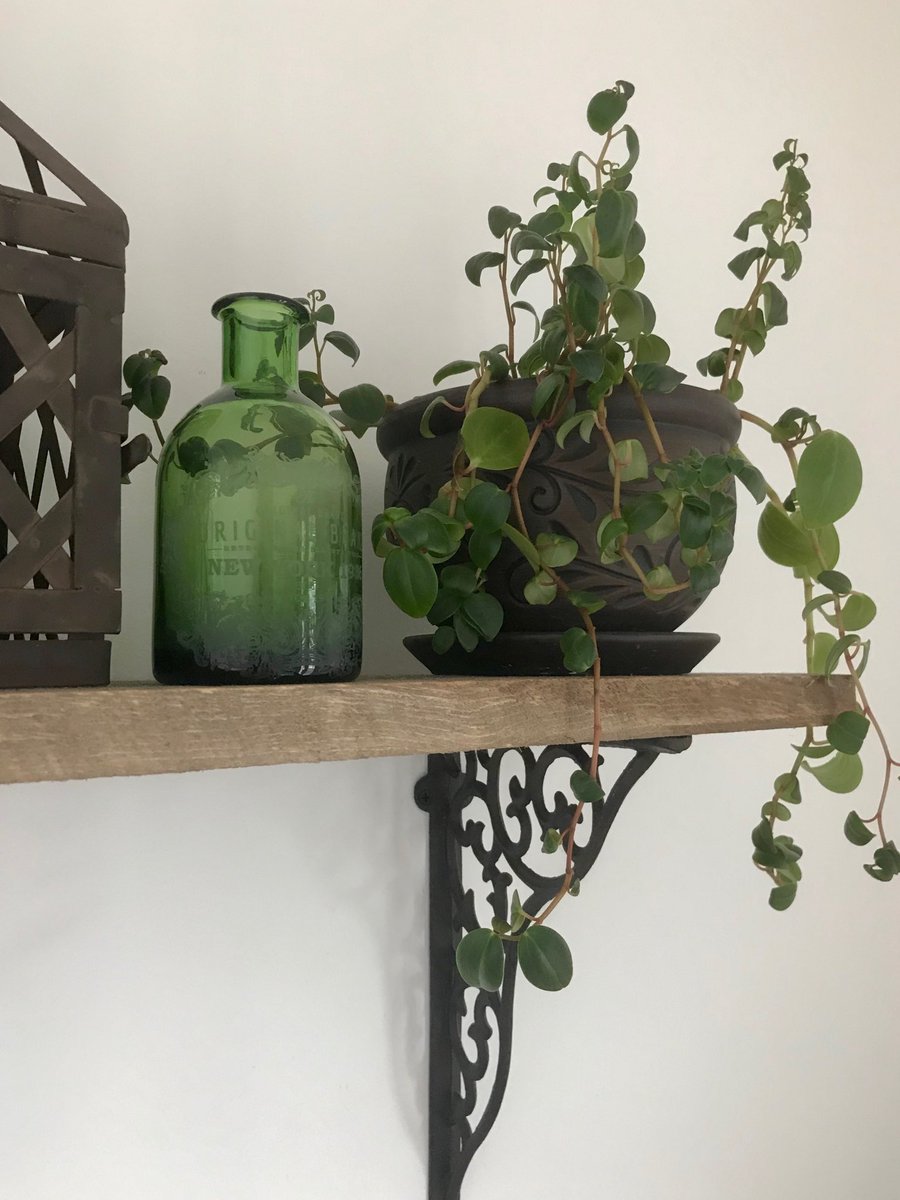 DiorAnDunkaroos's tweet photo. My parents house is so cute 💕 love the natural element wood and plants give a room https://t.co/gbci5gmeVh