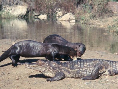 kroneisl's tweet photo. In case you were wondering, our planet is home to giant, 6ft long carnivorous otters that prowl the Amazon Rainforest in packs constantly seeking out their next victim #AprilFact https://t.co/TIlAmJ45hW