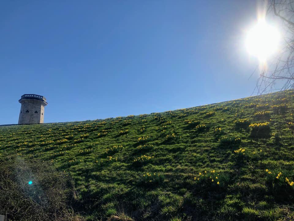 MajorRichGibson's tweet photo. Did you know that Druid Hill Park is the 3rd oldest established park in the United States? Check out the sun and daffodils that were showing off on the hill by the Moorish Tower. #BmoreBeautiful #SpringEffect #theNorthernWay 🐣🌼🌿 https://t.co/1kYvDB4WUM