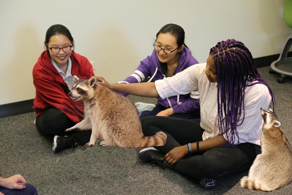 NU_LIBRARY's tweet photo. We heard you, students: Last quarter’s Therapy Dogs visit just wasn’t wild enough. Next finals season, look for the Libraries’ brand new Therapy Racoons program. Get your shots now!
.
#AprilFools #JK #NorthwesternLibraries #Northwestern #ExamRelief https://t.co/aVoe1tSU3k