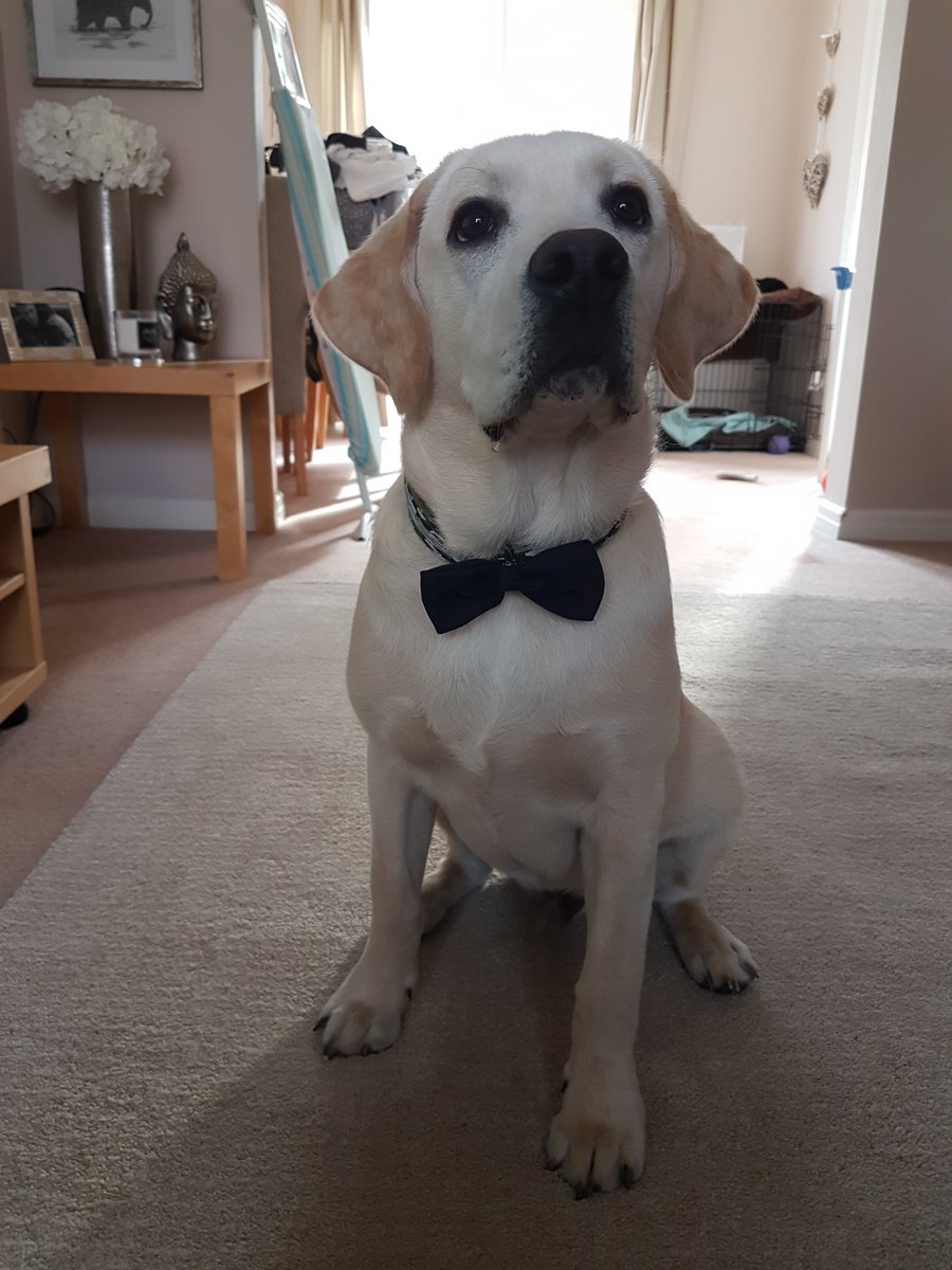 Verittt's tweet photo. Finally given in. After spending most of the day in time out this guy has been booked into puppy training. #ihavegonegrey #housetrashed #atemymothersdaypoem #otis #thuglife #enoughisenough https://t.co/sTNBmMvIiv