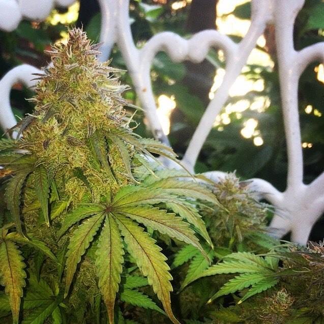 paradiseseeds's tweet photo. #Autojack #FinestSeedCollection #ParadiseSeeds https://t.co/zWPPDDCeHa  

The best qualities of Jack Herer and White Widow lines crossed to produce a great combination of classic stable strains in perfect miniature form. https://t.co/uAnhhR23L6