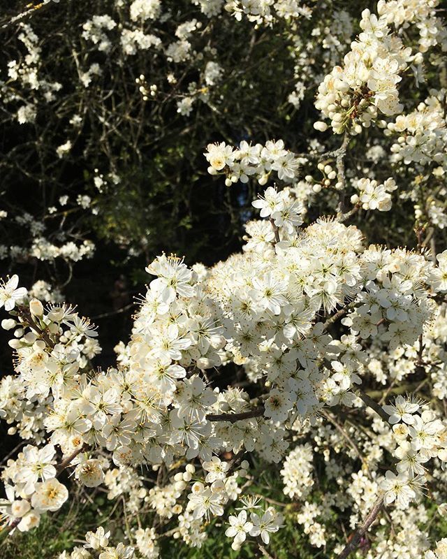 FarmhouseHq's tweet photo. We’re in full bloom here at #thefarmhouseyorkshirehq https://t.co/tOnVj6Smqs https://t.co/fnnXmf0qpp