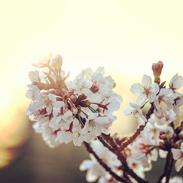 A flower does not think about competing with the flower next to it... it just blooms. Don’t worry if your friends are settling down, your time will come #bloom-consultancy ift.tt/2FHiro1