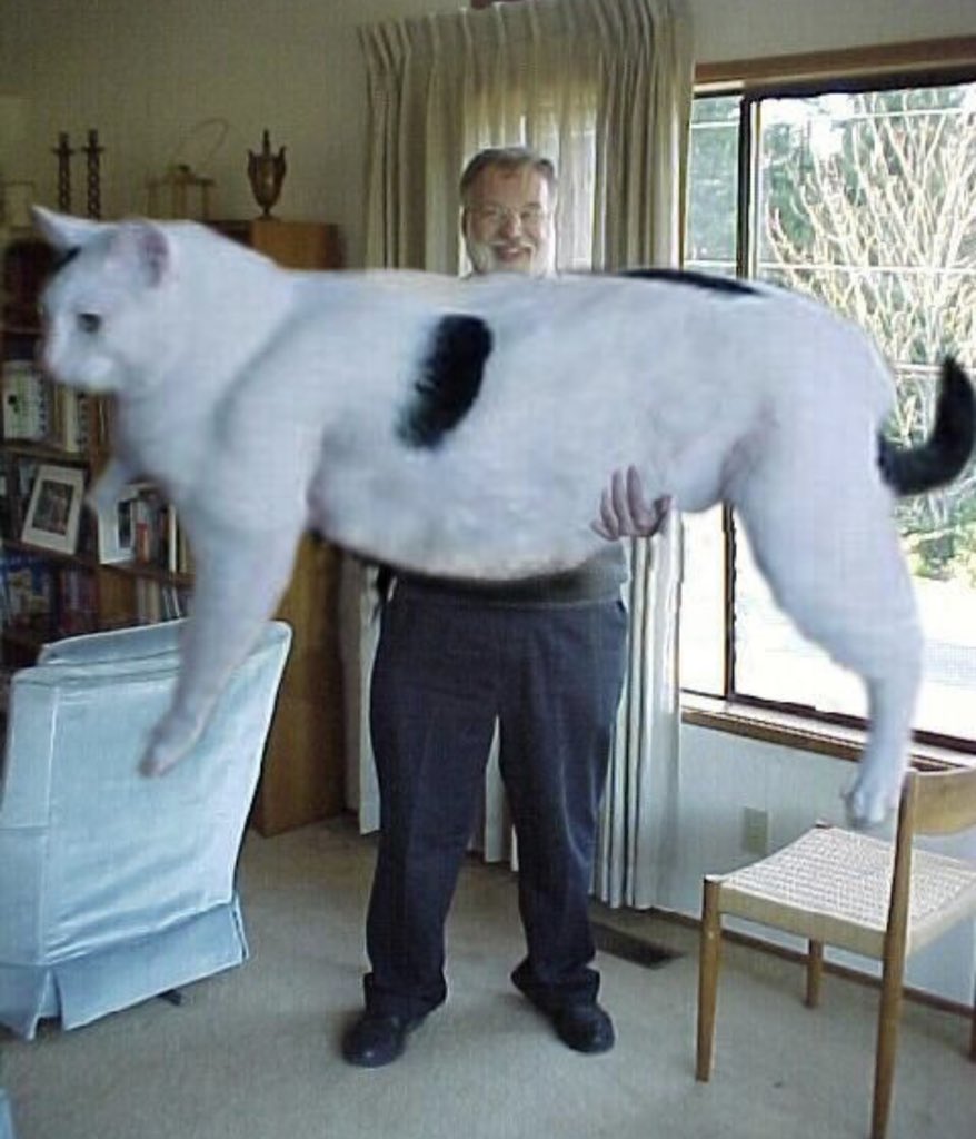 Самый большой кот на планете