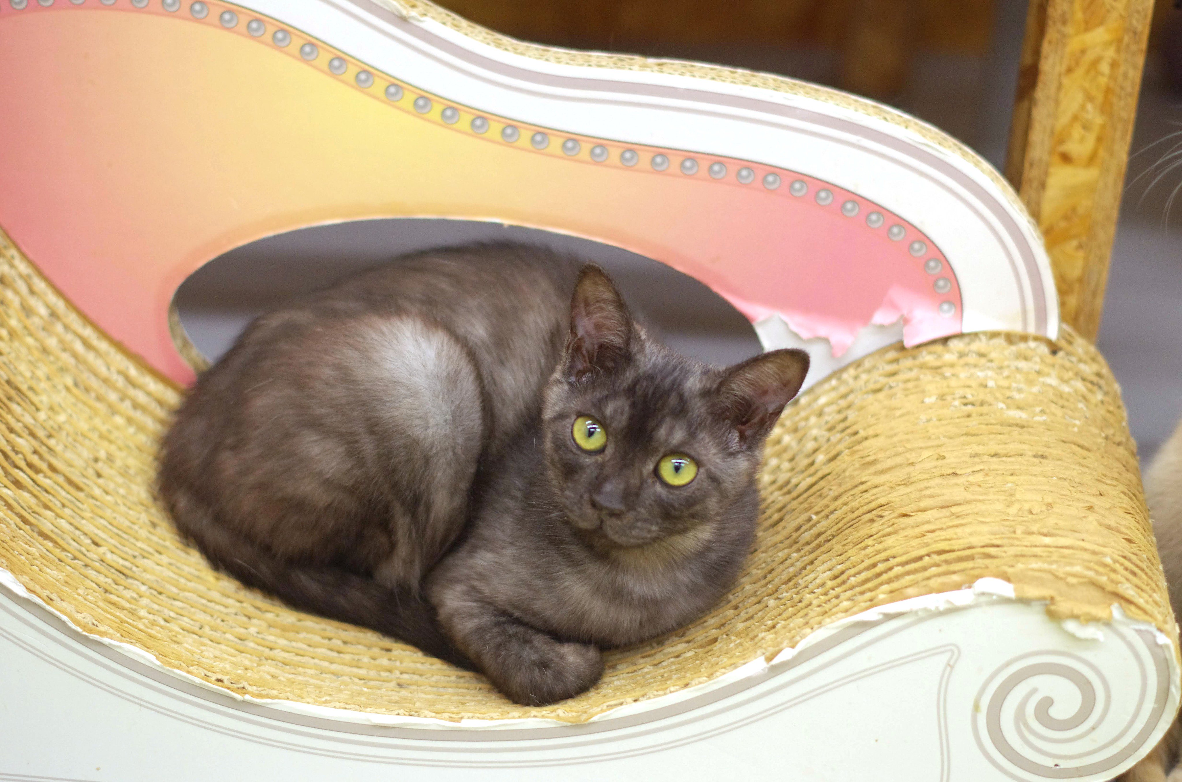 Fj となねこ 3週間くらい前のバーゼルちゃん バーバラくんと比べてあまり体が大きくならない印象ですが それは頭が小さいままだからかもしれませんね バーゼルちゃん ミャーーーオ Meooow 保護猫カフェ リトルキャッツ 里親募集 猫 猫写真