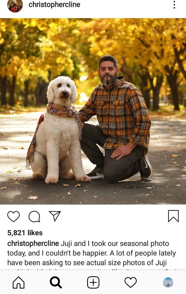 450 lb goldendoodle