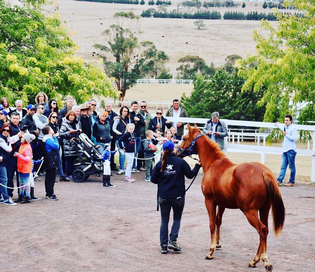 Levi_MKavRacing's tweet photo. #Rubick - Just A Girl π΄#kavanaghracing #yearlingparade https://t.co/5yn7MCd7Ah