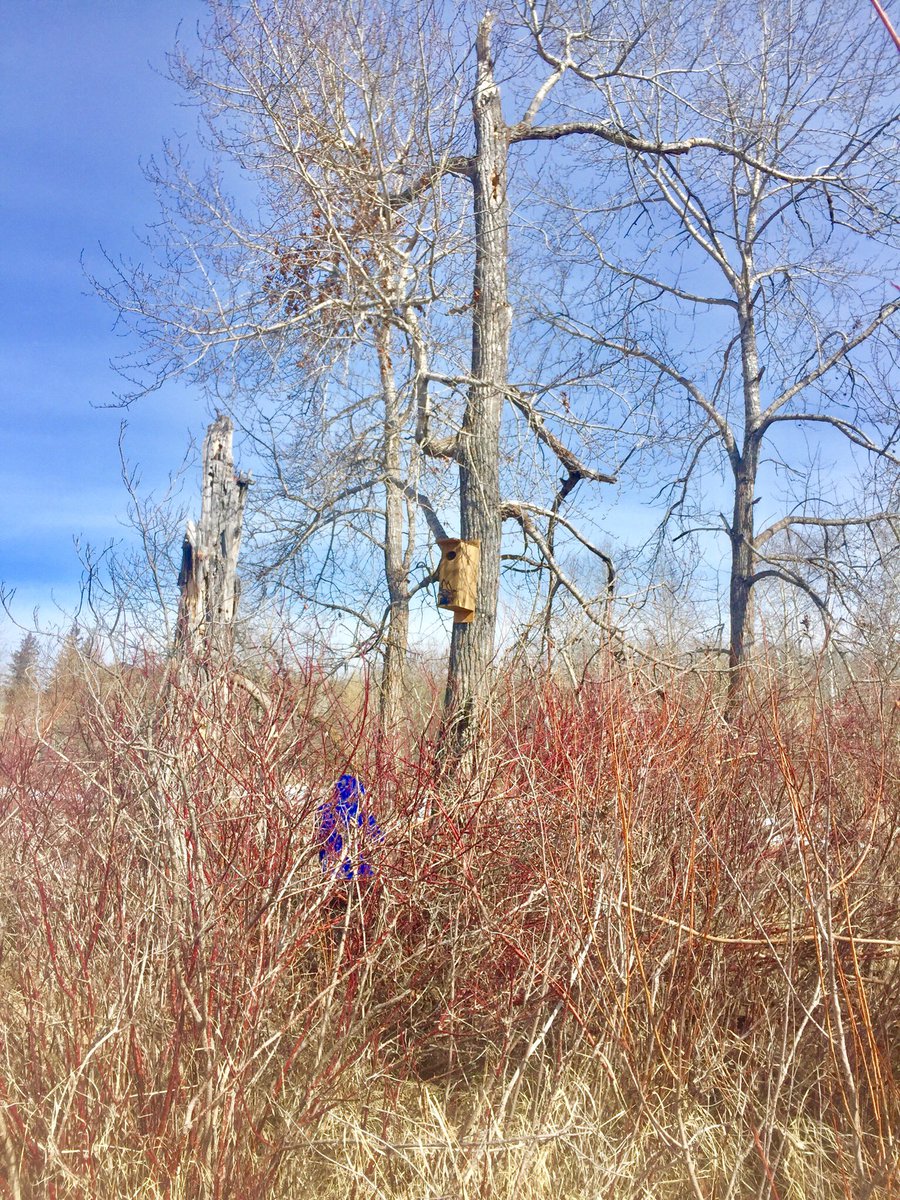 pwsdnaturestud's tweet photo. Delta Waterfowl Tri-Valley Chapter’s Wood Duck boxes going up!@bcifalcons @ParkWestSD @DeltaWaterfowl https://t.co/Mfr0RFlwlk