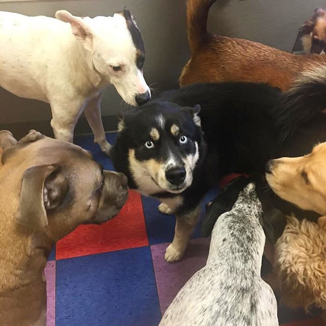 PhillyDogSchool's tweet image. When you got candy packed in ur lunch box and no one else did
.
.
.
.
.
.
#lunch #itsnotcandy #itsmymedicine #philly #phillydogschool #dogoftheday #dogdaycare #dogsofinstagram #dog #dogs #pomsky
