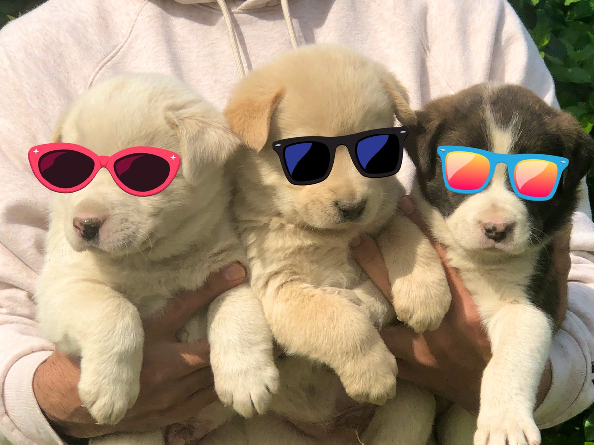 TCARPetsGA's tweet image. Cool pupsicles looking for homes! #puppy #dog #dogsofinstagram #puppies #cute #dogstagram #dogs #puppiesofinstagram #love #puppylove #instadog #dogoftheday #pets #doglover #ilovemydog #petstagram #doggo #instapuppy #animals #instagramdogs #animal #doglovers #AdoptDontShop