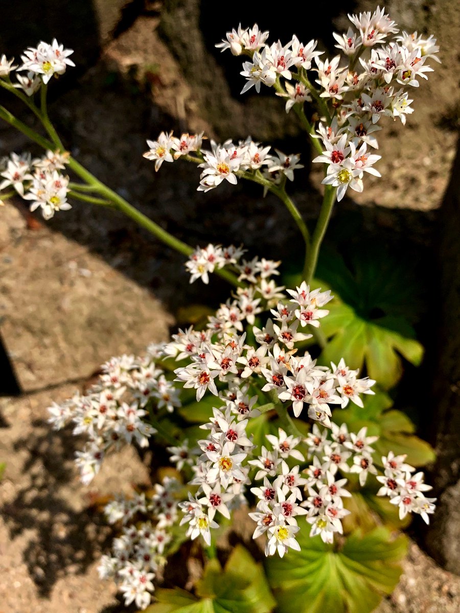 Cloudsailor 星羅の一日一花 בטוויטר イワヤツデ 岩八手 ヤツデのような葉をもち岩地に自生することから 別名タンチョウソウ 丹頂草 蕾が赤いため とても丈夫で半日陰を好む ユキノシタ科イワヤツデ属 中国北部 朝鮮半島原産 Aceriphyllum Rossii