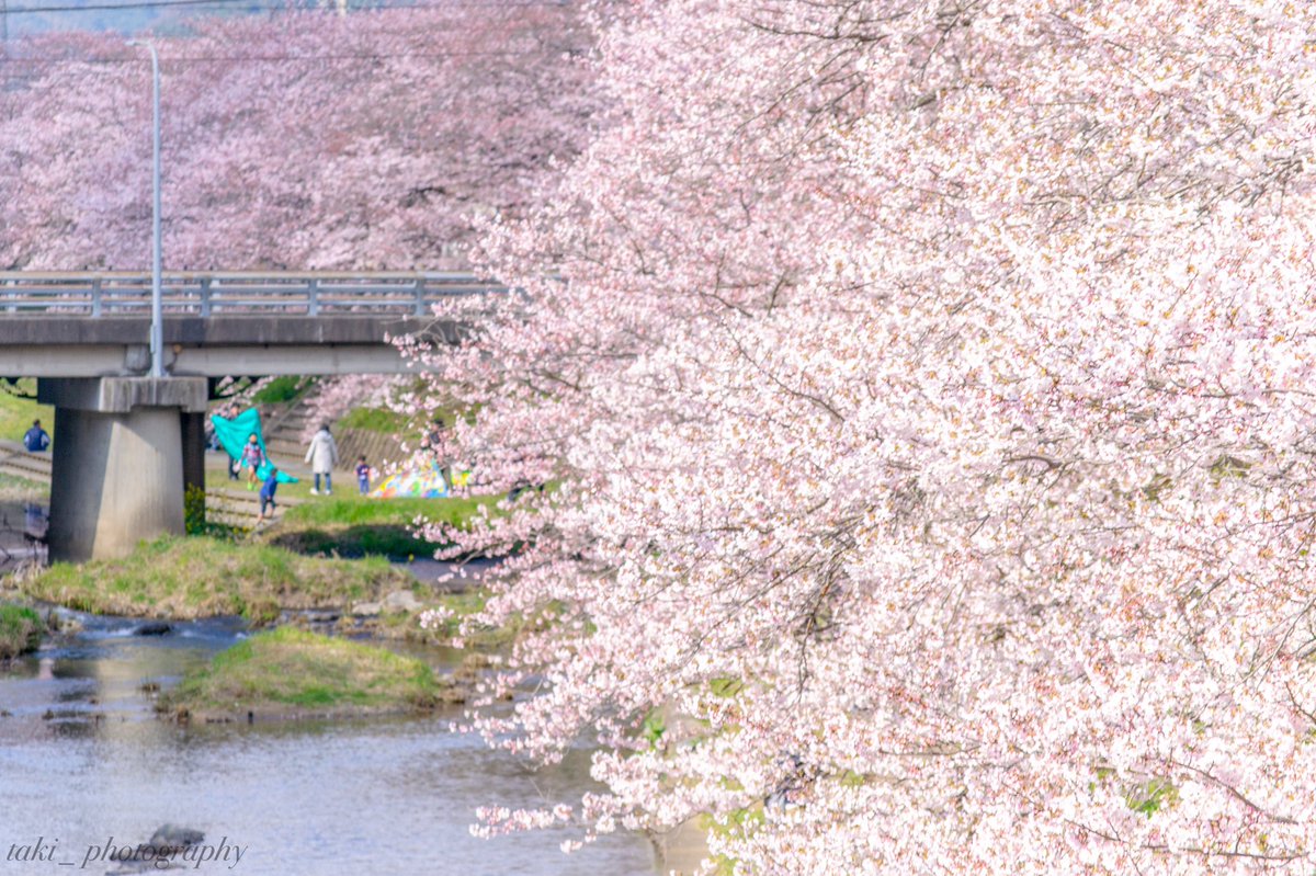 美祢さくら公園 美祢さくら公園