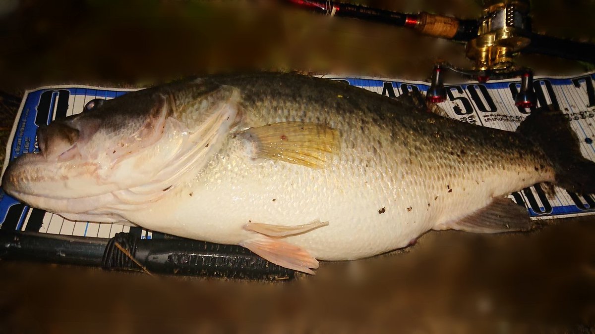 夜 釣り 琵琶湖 石寺浜 ブラックバス釣り