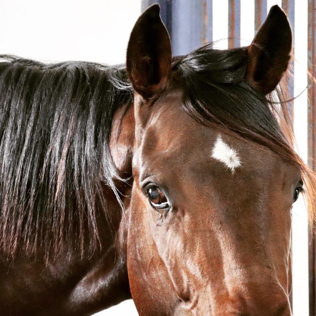 Levi_MKavRacing's tweet photo. Eye of a Champion #Dissident - Springbok Girl π #readytorace @MarkKavanaghRac #nearlysold #kavanaghracing #yearlingparade https://t.co/YQUUH6dX80