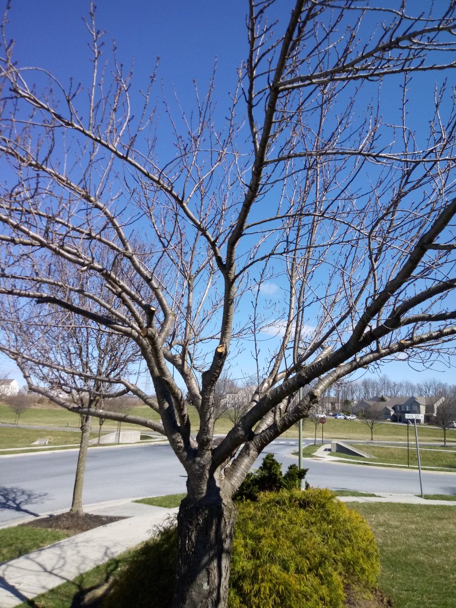 dapper_stylez's tweet photo. Cherry Tree Thinned&amp;Elevated
Lady asked to have her tree elevated &amp; cut back from her drive way
Before &amp; After &amp; Mulched 
Why is it always the Old Ladies who get you to do the most work for the cheapest pay knowing I know they live in an expensive development

Do What I Do Best https://t.co/DttVtzUIF0