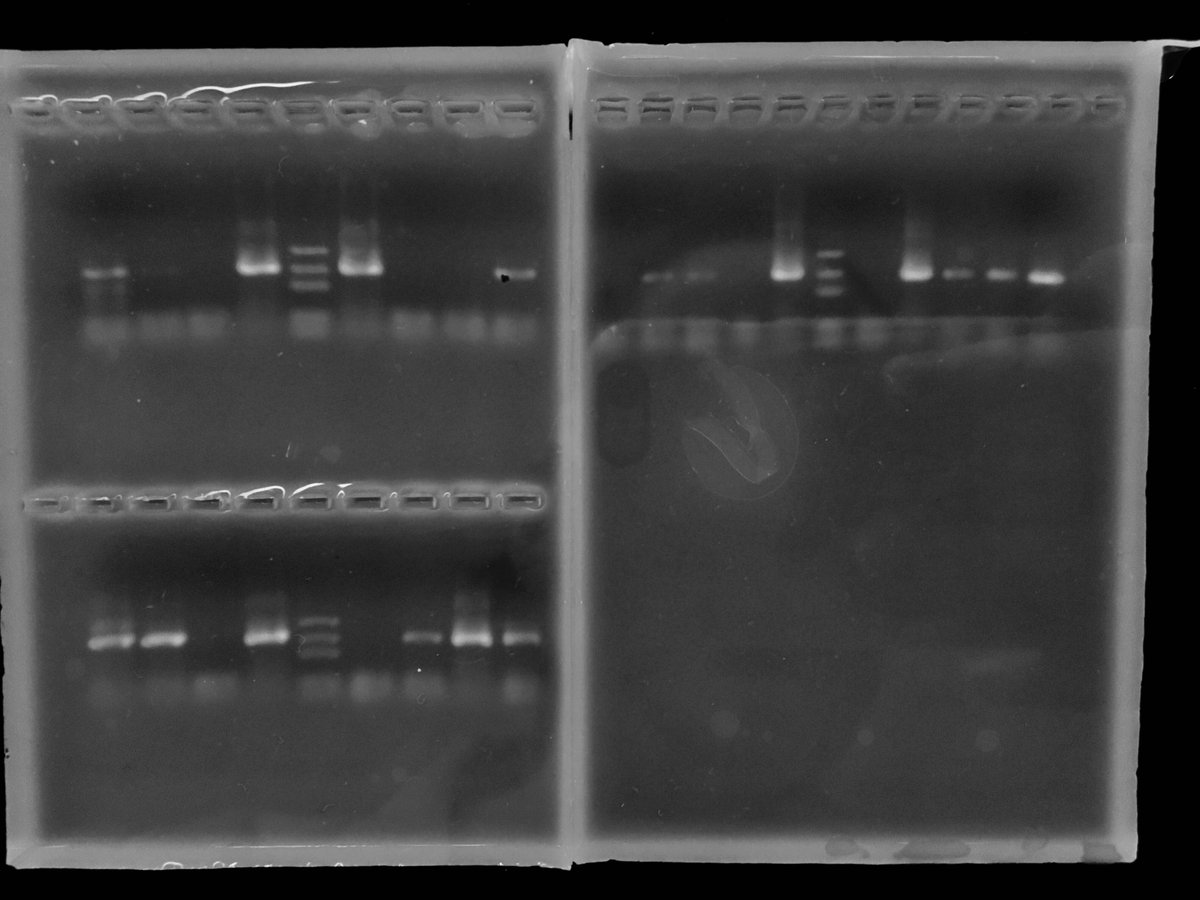 Thursday I'll send them for sequencing and we'll collectively cross our fingers to see what we get. Here's the gel images in case you're curious. Keep in mind this is the...3rd PCR most of these students have set up, and some wells are negative controls.