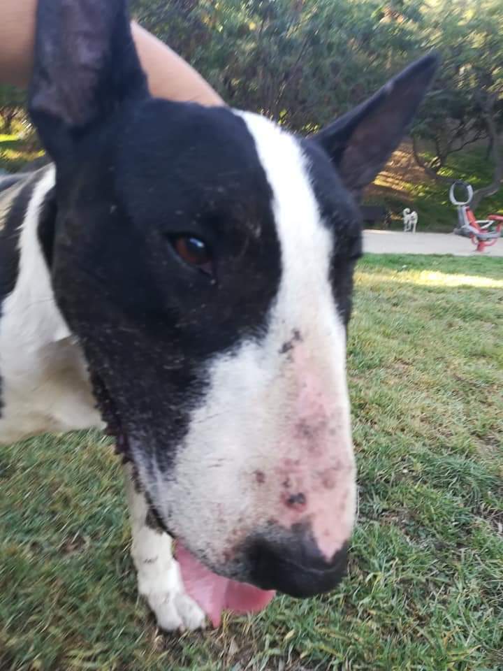 Busca hogar urgente m.facebook.com/groups/1631596…