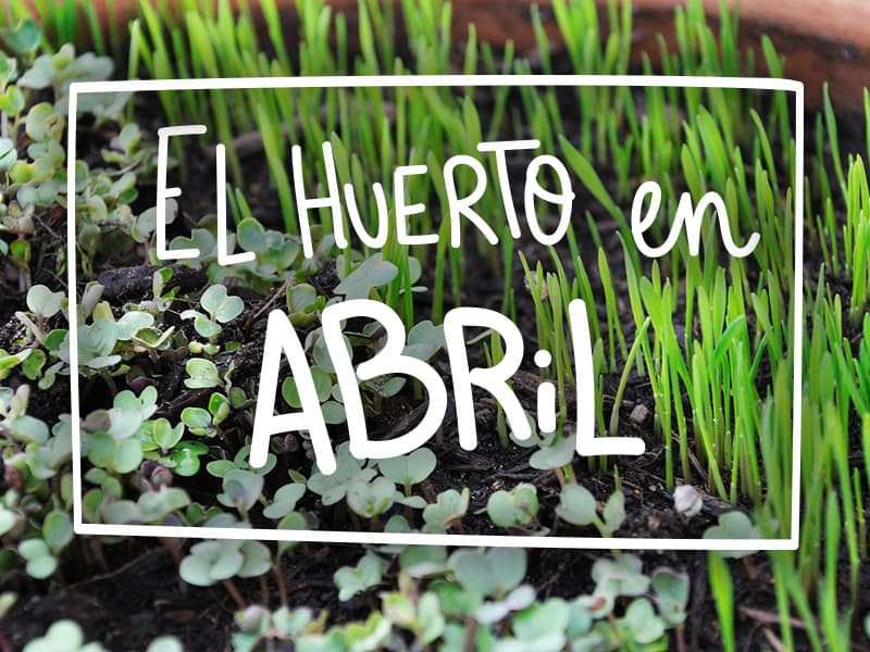Compostverde's tweet image. Ya llego abril, en nuestro blog podrás encontrar que puedes sembrar este mes. 🌱🥬🥕🥔
#elsecretoestáenlatierra #CompostElMolinoVerde
bit.ly/2FRBuxe
