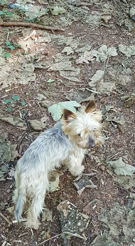 LisaLisaw1's tweet photo. #MissingMisty #YorkshireTerrier 10 years old #MissingDog 19.02.17 #Fairwater #Cardiff #Wales #Microchipped #ScanMe #TheftByFinding #CheckThatChip #MissingTwoYears #StopPetTheft https://t.co/hMlgN8qnaw