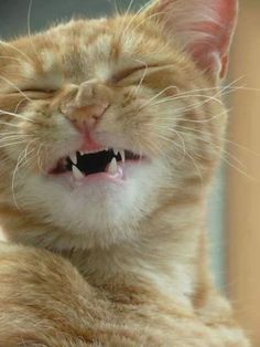 kitty suga 🐾 tweet media
