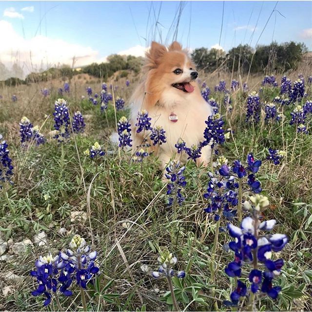 cowboymagic's tweet image. Beautiful view!! 🐶🌸☀️ Photo by @bizebiscuit
.
"First bluebonnet sighting of the season #dogsofsatx #modelpose #bluebonnets2019" .
.
.
.
.
#dogs #dogsofig #dogsofinstagram #bluebonnets #springtime #dogsdoingthings #cowboymagic #pommie #pomstagram #pom… ift.tt/2FP5idM