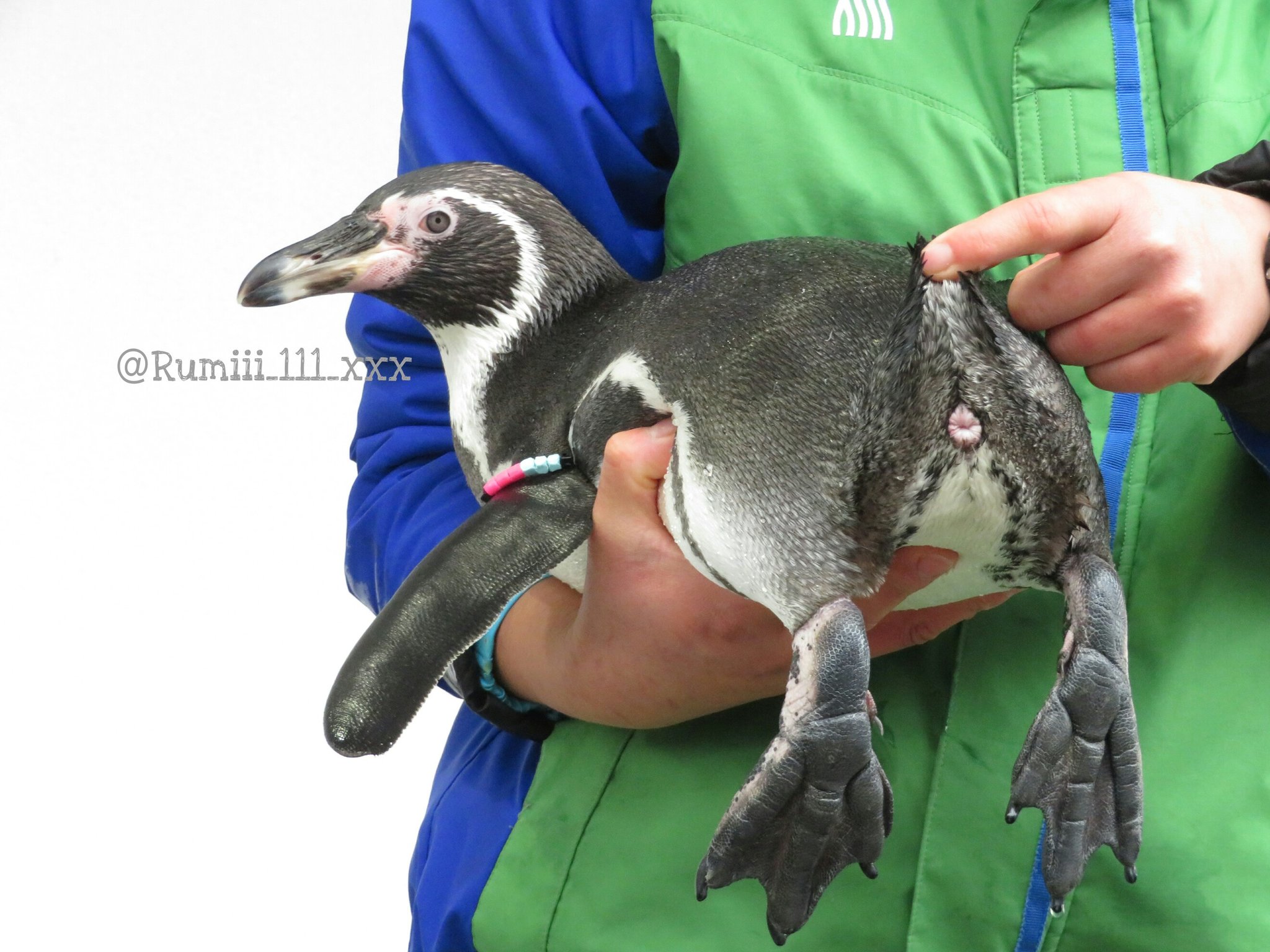 ➖牧場王様➖ボナベンチュラ　ペンギン 特価商品 ➖牧場王様➖ボナベンチュラ ペンギン アクセサリー