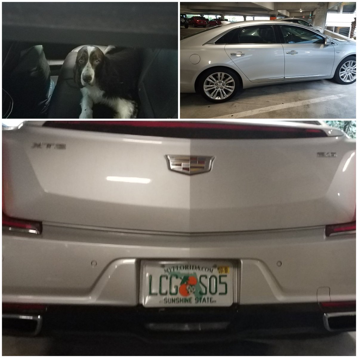 joshgunderson's tweet photo. To the owner of this car parked in Cat in the Hat row 260 who has left their dog in the car for the last THREE HOURS, yeah I'm dragging you on social media now because this is unacceptable and disgusting. This is animal abuse. https://t.co/rZi3Cdb0gf