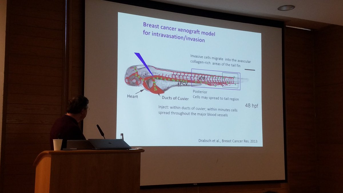 chaz_hong's tweet photo. BMP signaling &amp; cancer - friend or foe?  BMP signaling in breast cancer invasion, BMP9 &amp; endoglin "embrace," &amp; are HHT patient protected from cancer? And I loved zebrafish xenograft model of cancer metastasis! #BiochemSoc #BiochemEvent @CPMOxford #leukemia #cancerresearch https://t.co/2FCqkzUEyK