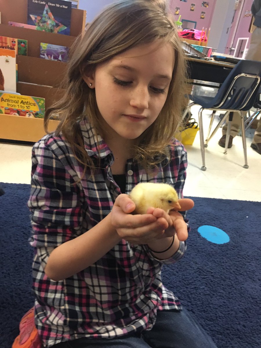 KennyKristen's tweet photo. Meet Rainbow Dash 🌈 and Twilight Sparkle! We had 11 chicks 🐣 hatch this weekend! #PKVProud https://t.co/ukRamNMleV
