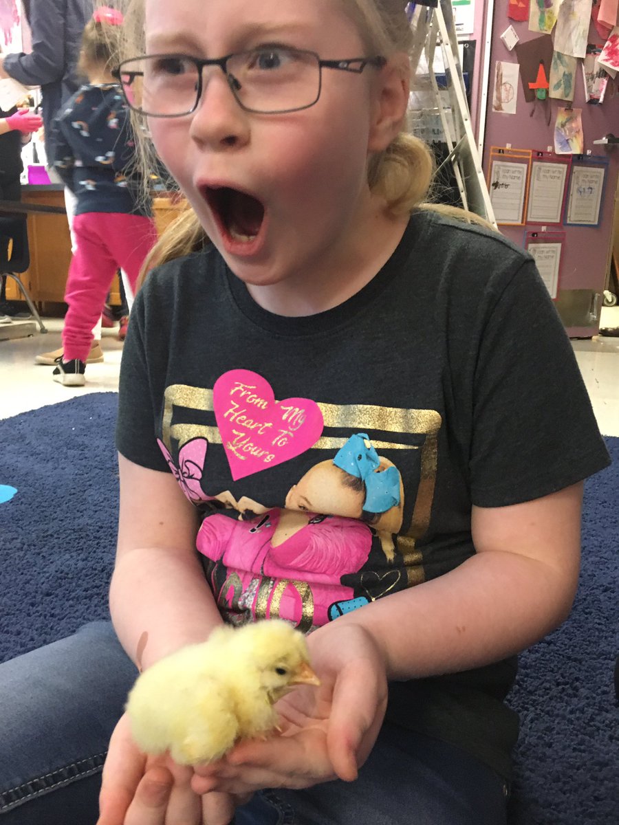 KennyKristen's tweet photo. Meet Rainbow Dash 🌈 and Twilight Sparkle! We had 11 chicks 🐣 hatch this weekend! #PKVProud https://t.co/ukRamNMleV