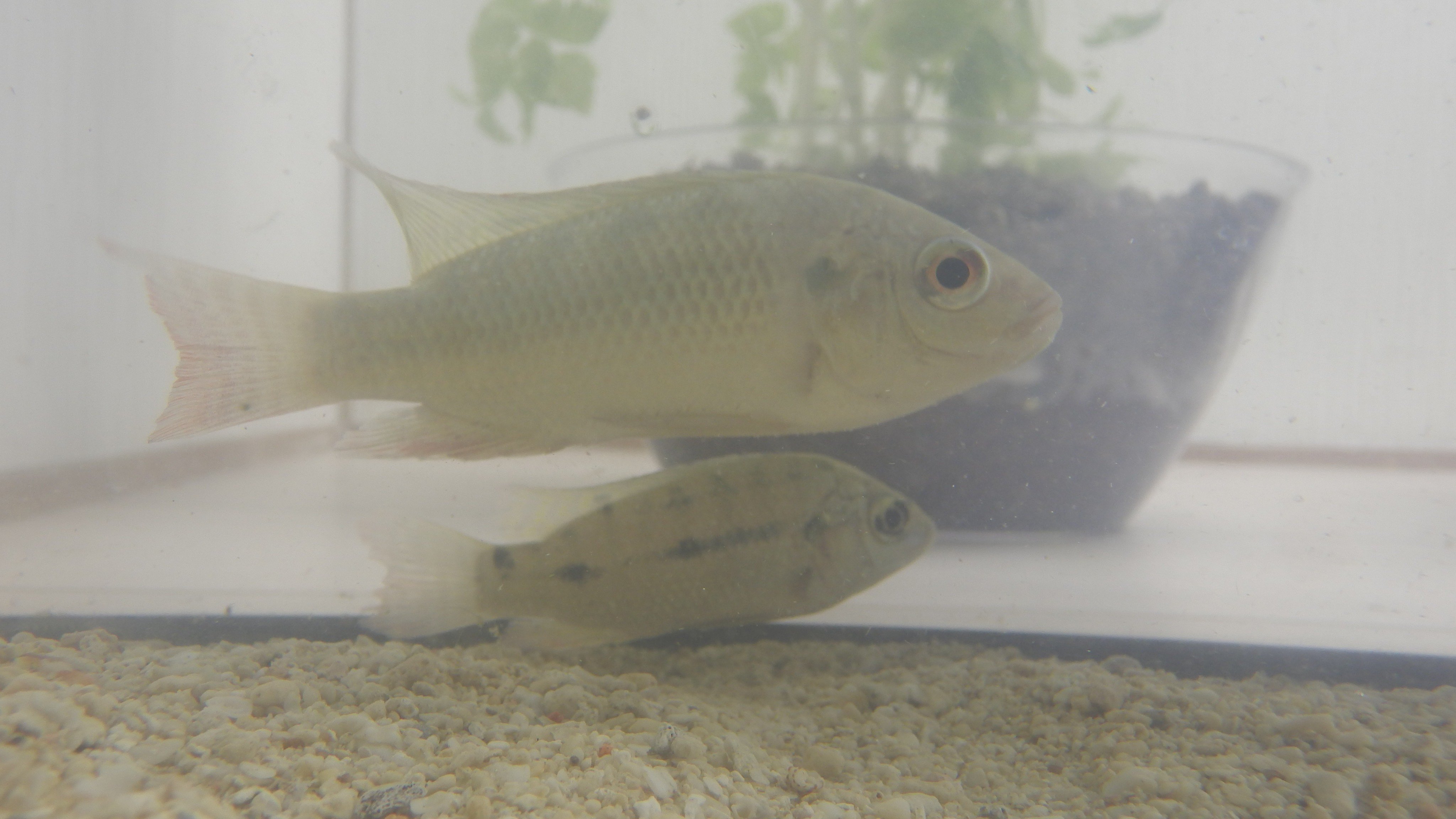 自給ラボ ティラピア入荷 淡水で簡単に飼えるお魚の中で 育てて食べる ことができる数少ない魚です 世界で2番目に多く養殖されている魚で 世界中で食されています 皆さんもぜひティラピアを育てて自給生活を楽しんでみてください 自給界隈盛り上げま