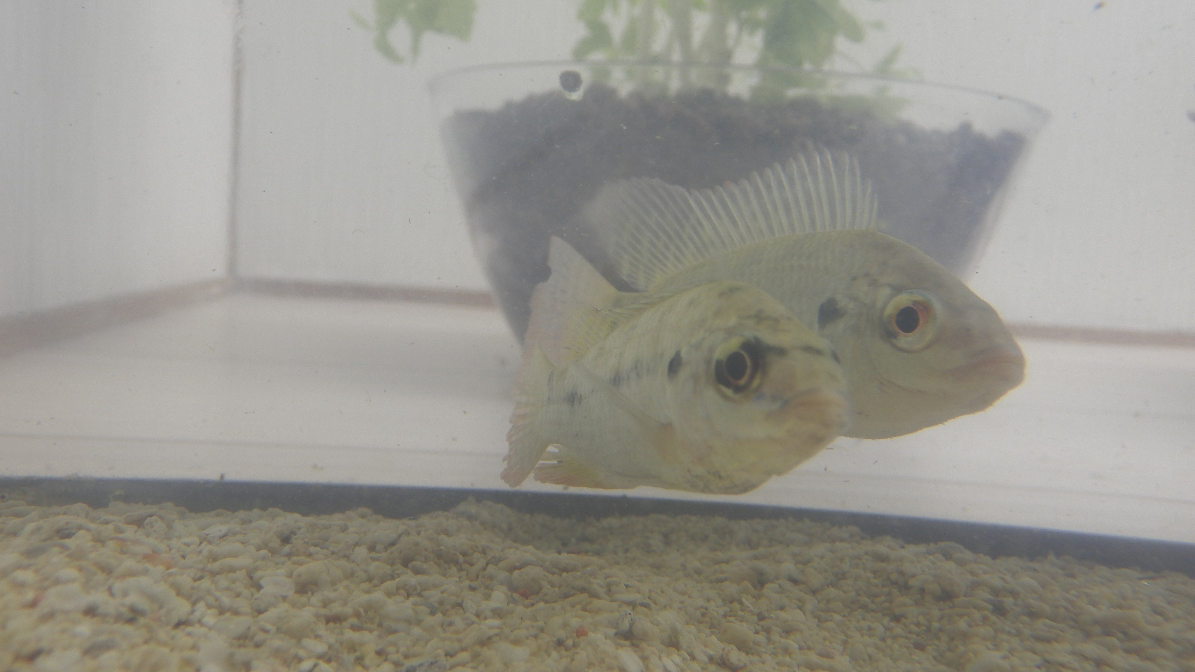自給ラボ ティラピア入荷 淡水で簡単に飼えるお魚の中で 育てて食べる ことができる数少ない魚です 世界で2番目に多く養殖されている魚で 世界中で食されています 皆さんもぜひティラピアを育てて自給生活を楽しんでみてください 自給界隈盛り上げま