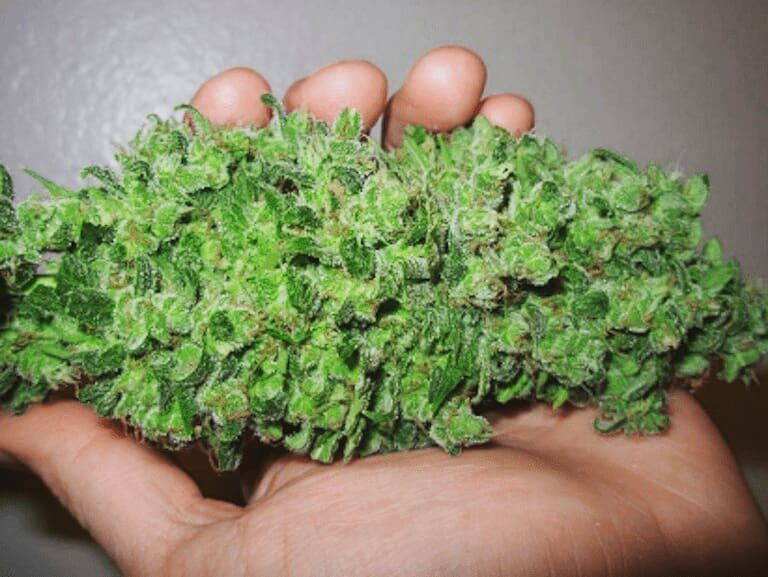 EasyBakedCanada's tweet photo. a handful of natural medicine : From @weed_familly
.
.
.
.
#marijuana #medicalmarijuana #cannabis  #cannabisculture #medicalcannabis #healthforall #cookiescannabis #dreads #hippies #boho #peace #love #cannabis #hemp https://t.co/gCREl9Fod5