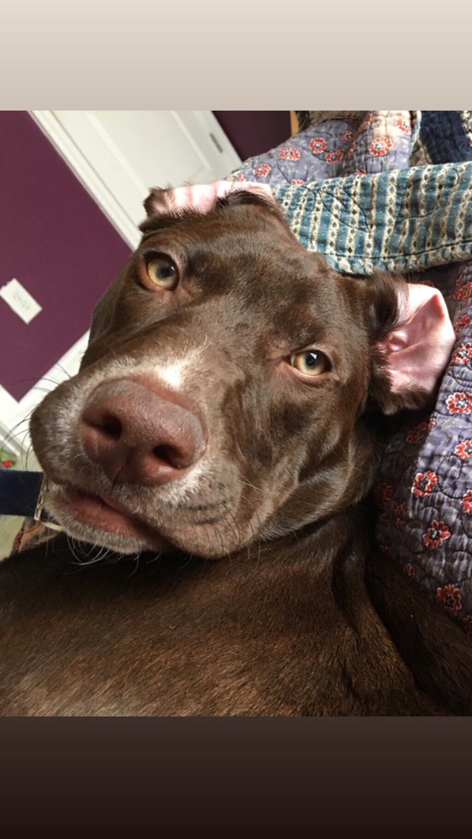 yeetedunicorn's tweet photo. Look at my baby boy💜💜💜#cute #cutedog #labrador #dog #dogmom #baby #babyboy #bae #adorable #adorableboy https://t.co/YCTEcSyvc9