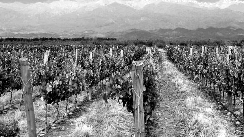 🍇A propósito de la pelea <a href="/MarioAbedok/">Mario Abed</a> VS <a href="/COVIAR1/">COVIAR</a> por el #PEV2020🍷 , un foco que escribí para <a href="/mdzol/">MDZ Online</a> en febrero: 
"Un Plan Estratégico del Vino imposible en un país inviable" / bit.ly/2JXsQ4u