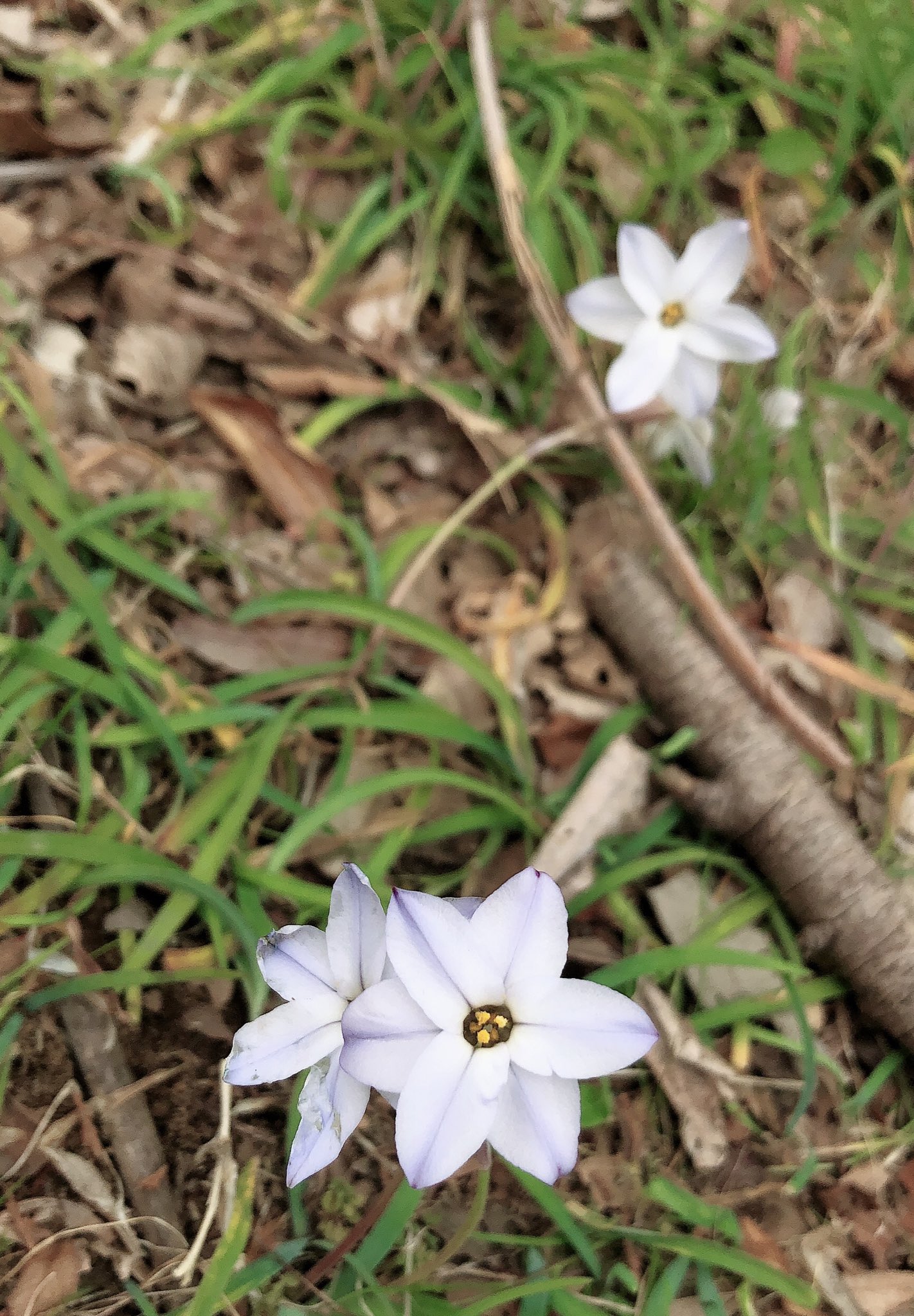 木 本 景 子 お花見 パート2 ハナニラという可愛いお花を見つけて撮っている所を撮られていました 笑 遠目に見るとちょっと怪しいですね 4枚目は 言の葉の庭 の雰囲気を アルコール類は持込み禁止なので ビールの代わりにりんごジュースです