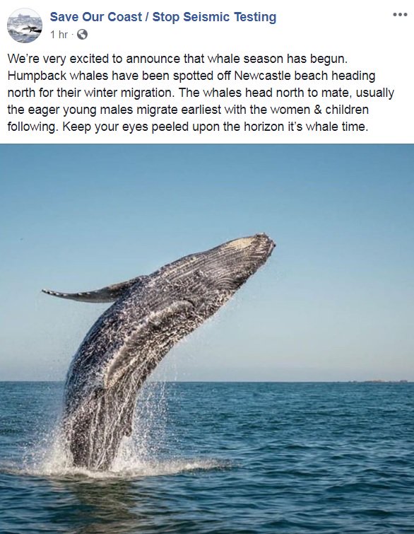 POCAlliance's tweet photo. Whale migration season has started! These beautiful mammals have been spotted off the coast of Newcastle on their way north. Planned seismic testing off our coast for gas drilling will harm and interrupt this annual migration #STOPPep11 #pep11 #AssetEnergy @ADVENTENERGYLTD https://t.co/cCv0qvO3ia