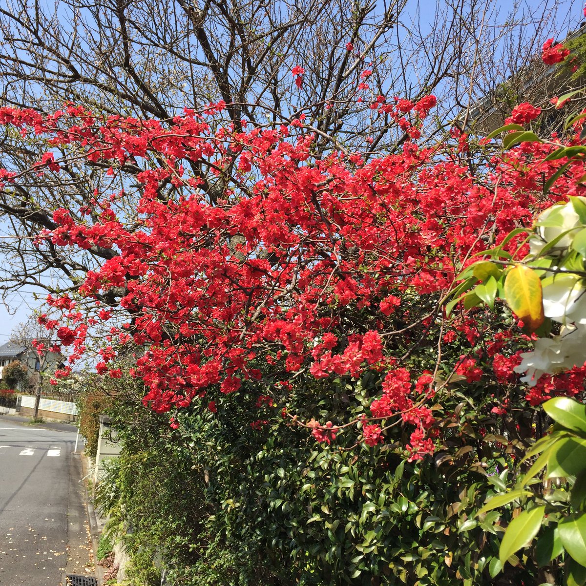 Masashi ボケ Flowering Quince Chaenomeles Speciosa ボケ 花 赤い花 春の花 春 晴れ 日差し 写真が好きな人と繋がりたい 花が好き Floweringquince Blossoms Redblossoms Bluten Rotebluten Fleur Flora Spring Fruhling