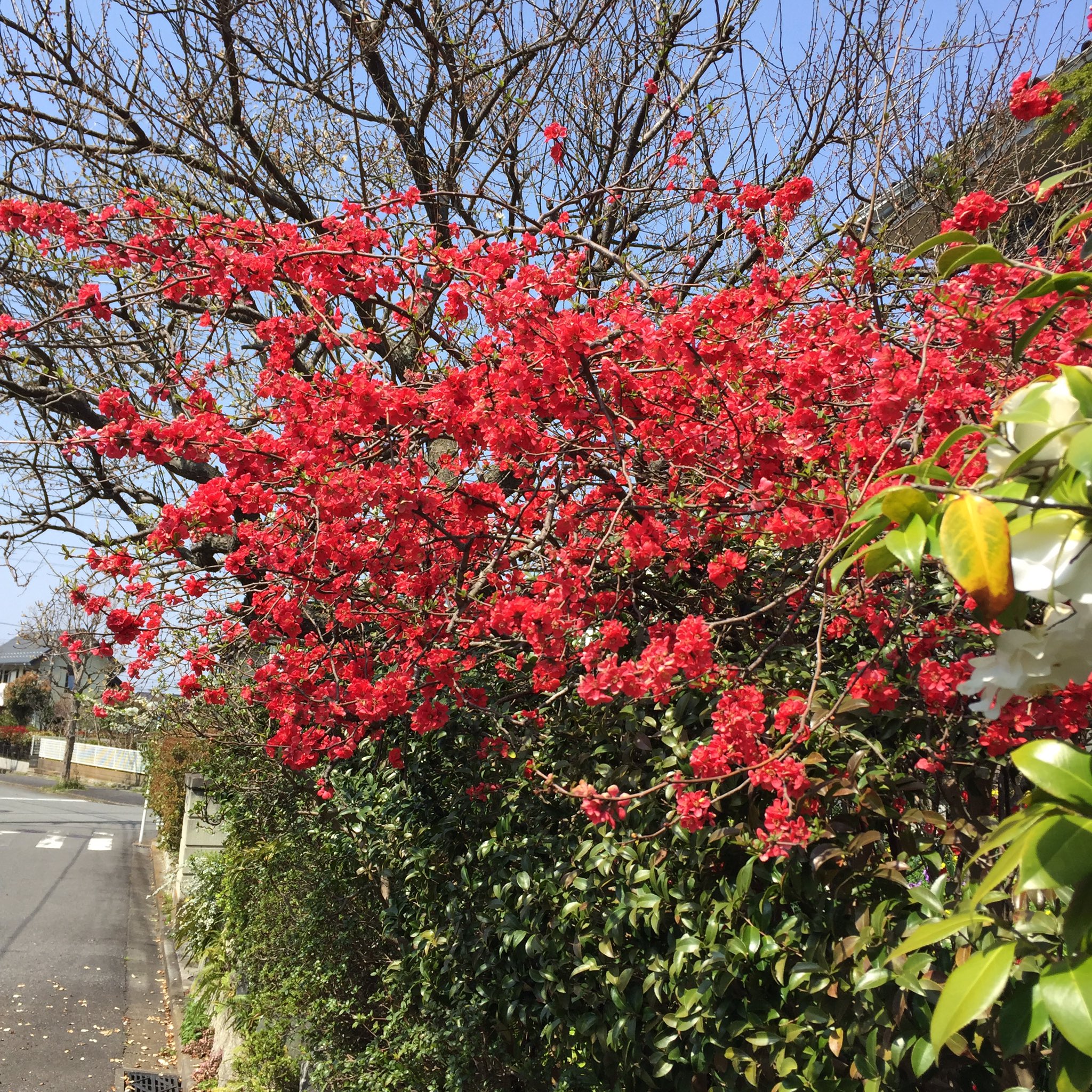 Springblossoms Twitter Search Twitter