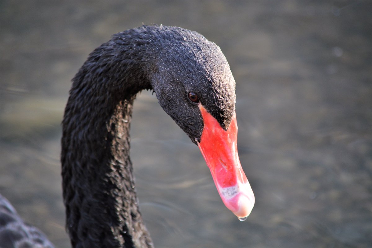 The #AustralianBlackSwan is a vegetarian with a diet consisting of mainly algae and weeds that the bird collects from sticking its long neck down into the water. #ZootahZoo